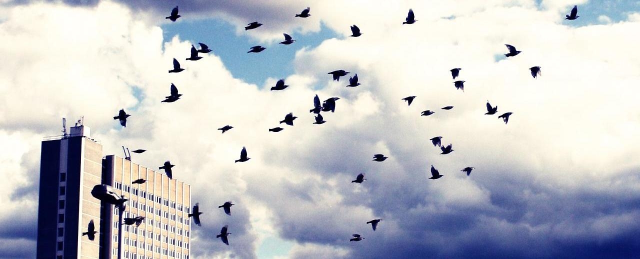birds. migration